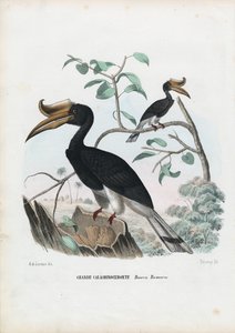 Dzioborożec wielki, 1863-79 autorstwa Raimundo Petraroja