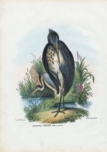Czapla Siwa, 1863-79 autorstwa Raimundo Petraroja