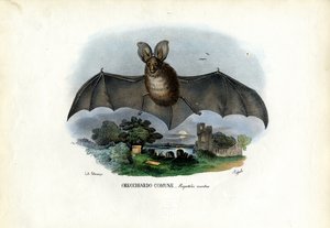 Szary nietoperz uszaty, 1863-79 autorstwa Raimundo Petraroja