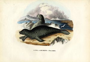 Foka pospolita, 1863-79 autorstwa Raimundo Petraroja