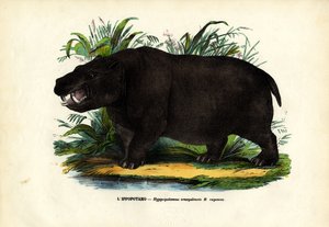 Hipopotam, 1863-79 autorstwa Raimundo Petraroja