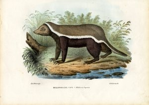 Honey Badger, 1863-79 autorstwa Raimundo Petraroja