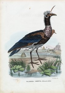 Rogaty Wrzask, 1863-79 autorstwa Raimundo Petraroja