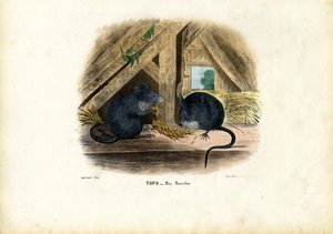 Mysz domowa, 1863-79 autorstwa Raimundo Petraroja