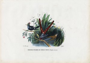 Kolibry, 1863-79 autorstwa Raimundo Petraroja