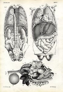 Jelita, 1863-79 autorstwa Raimundo Petraroja