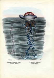 Meduza, 1863-79 autorstwa Raimundo Petraroja