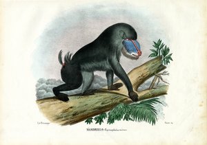 Mandryl, 1863-79
