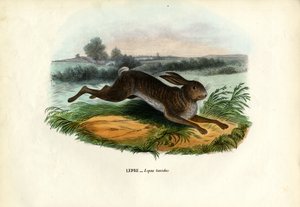 Zając górski, 1863-79 autorstwa Raimundo Petraroja