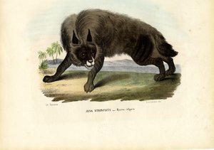 Hiena pręgowana, 1863-79 autorstwa Raimundo Petraroja