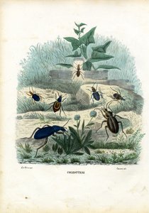 Tygrys i biegaczowate, 1863-79