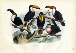 Tukany, 1863-79 autorstwa Raimundo Petraroja
