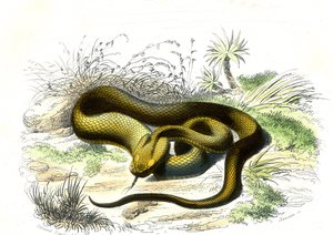 Grot włóczni żmii (Cophias Lanceolatus) - Tablica z Historii naturalnej Bernarda Germaina de Lacepede (1856-1925), wydanie P.Furme, Paryż