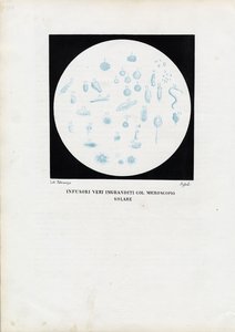 Koło zwierząt, 1863-79 autorstwa Raimundo Petraroja
