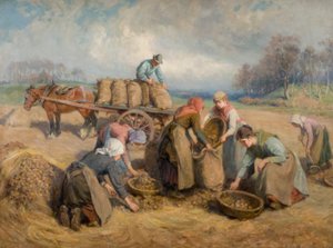 Zbieracze ziemniaków, Northumberland, 1903