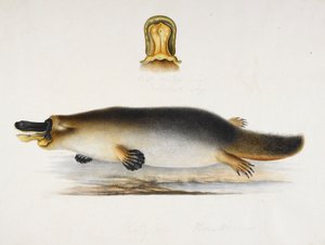 Dziobak kaczy dziobak przy basenie, ze szczegółem jego dzioba, ok. 1820