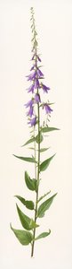 Adenophora species (olej na papierze) autorstwa Raymond Booth