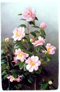 Odmiana Camellia Japonica autorstwa Raymond Booth