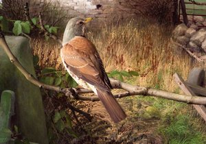 Fieldfares w Eccup, West Yorkshire autorstwa Raymond Booth