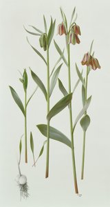 Fritillaria Hermonis Amana autorstwa Raymond Booth