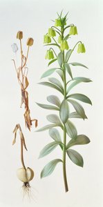 Fritillaria pallidiflora