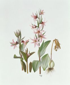 Fritillaria Stenanthera autorstwa Raymond Booth