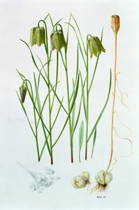 Fritillaria whittallii autorstwa Raymond Booth