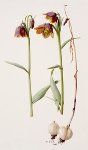 Fritillaria daviesii autorstwa Raymond Booth