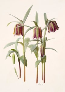 Fritillaria kotschyana autorstwa Raymond Booth