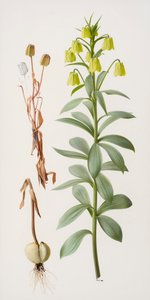 Fritillaria pallidiflora autorstwa Raymond Booth