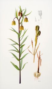 Fritillaria roylei autorstwa Raymond Booth
