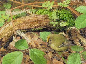 Gold Crest, 2000 (olej na płycie)