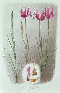 Iris filifolia autorstwa Raymond Booth