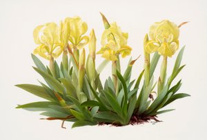 Iris lutescens (olej na papierze) autorstwa Raymond Booth