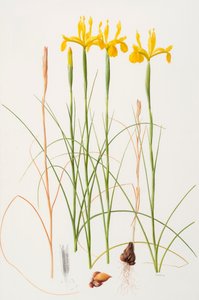 Iris spuria, 2002 (olej na papierze) autorstwa Raymond Booth