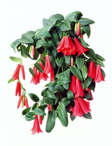 Lapegeria Rosea autorstwa Raymond Booth