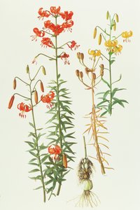 Lilium amabile autorstwa Raymond Booth
