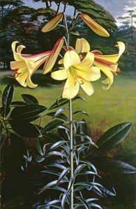 Lilium Golden Clarion