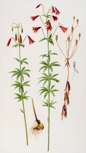 Lilium grayi autorstwa Raymond Booth