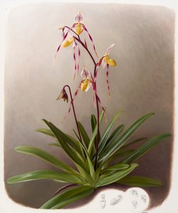 Orchidea autorstwa Raymond Booth