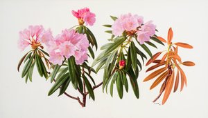 Rododendrony autorstwa Raymond Booth