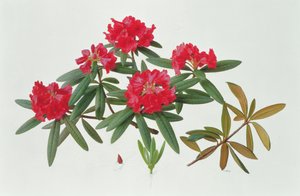 Rododendron Microgynum autorstwa Raymond Booth