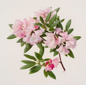 Rhododendron maculiferum anwheiense autorstwa Raymond Booth