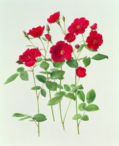 Róża 