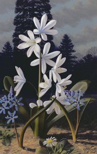 Scillas (olej na panelu) autorstwa Raymond Booth