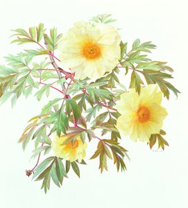 Drzewo Paeony 