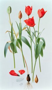 Tulipa amabilis autorstwa Raymond Booth