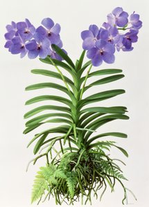 Vanda Rothschildiana autorstwa Raymond Booth