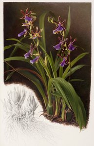 Zygopetalum hybrid