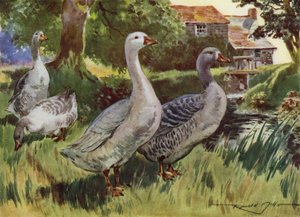 Ilustracja do My Farm (litografia kolorowa) autorstwa Reginald Mills